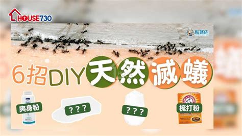 屋企有白蟻|【家居小常識】屋企畀蟻入侵點算好？即睇6大天然滅蟻方法！